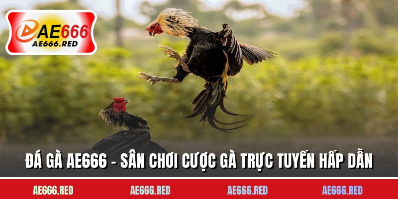 Đá Gà AE666 - Sân Chơi Cược Gà Trực Tuyến Hấp Dẫn